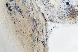 Why You Should Choose Our Mold Remediation Services in Bad Axe, MI